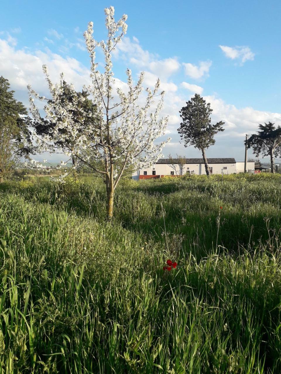 Masseria Agriturismo Moschella Posta Piana Εξωτερικό φωτογραφία