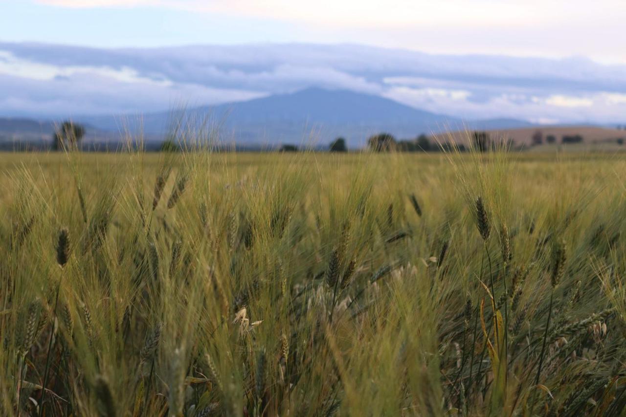 Masseria Agriturismo Moschella Posta Piana Εξωτερικό φωτογραφία